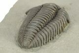 Massive, Flexicalymene Trilobite - Richwood, Kentucky #257538-4